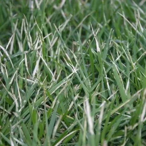 thumbnail for publication: Zoysiagrass for Florida Lawns